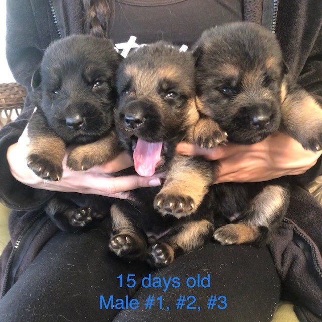 3 week old store german shepherd puppies