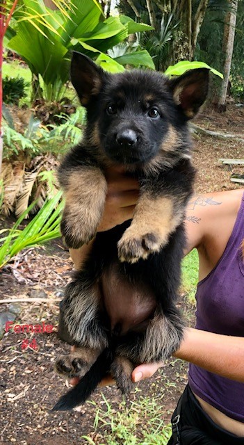 Alpha K 9 German Shepherd Puppies For Sale Breeder Hawaii