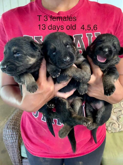 T GSD puppy females