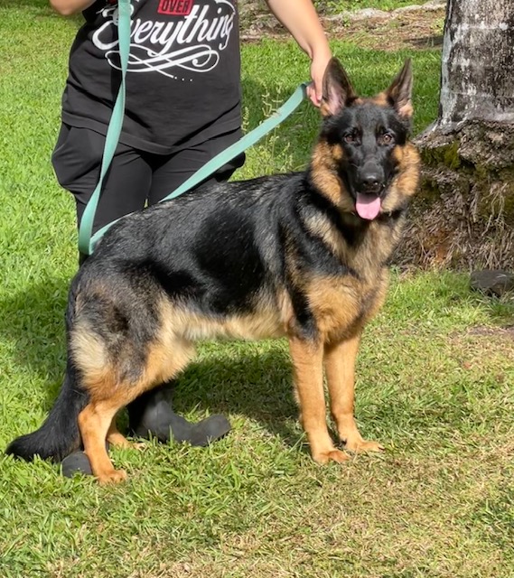 female GSD available