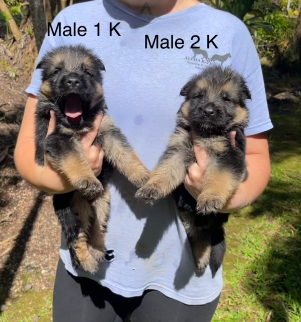 GSD pups