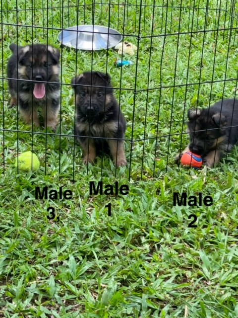 German Shepherd pups available. Males. Ship to all islands