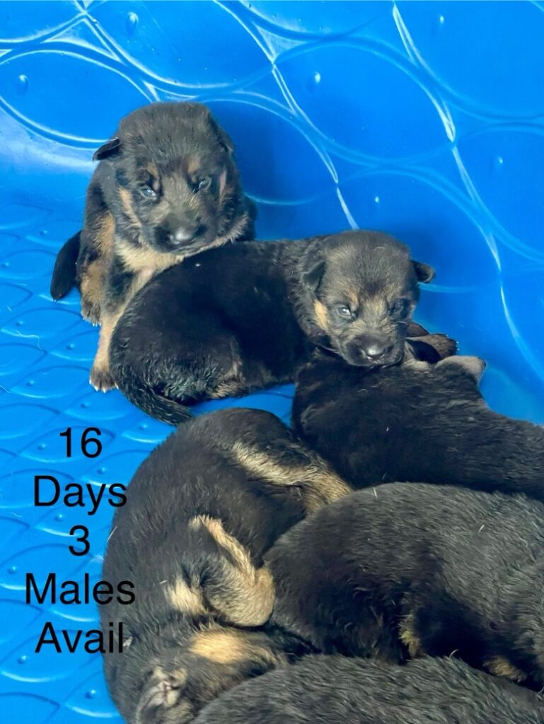 GSD puppies available!