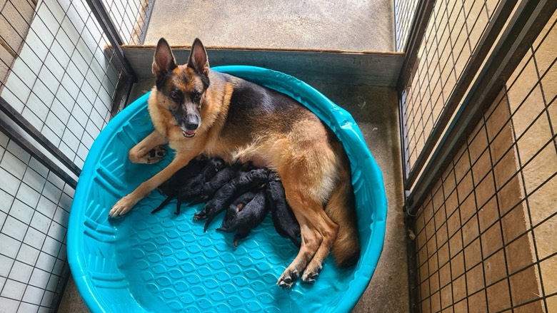 3 male GSD pups available 12/8/24