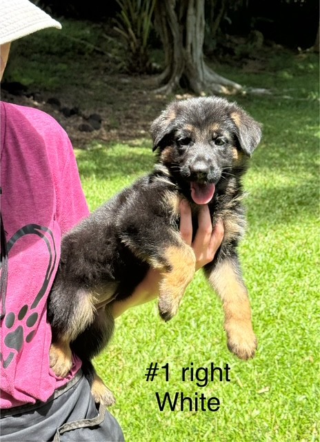 entire litter reserved