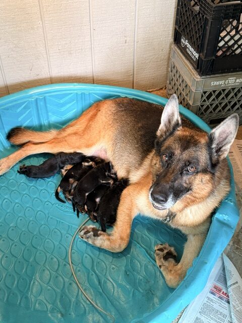 R litter 8/22